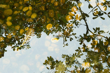 abstract tree brunch reflection in water