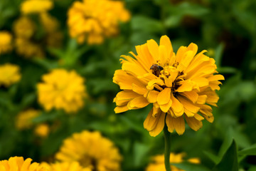 beautiful yellow marigold flower