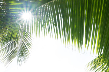Fototapeta premium abstract green coconut leaves background
