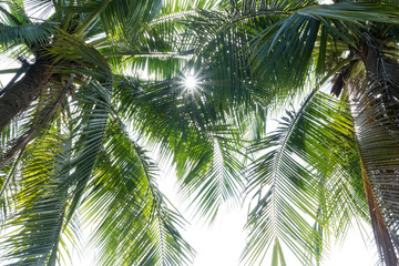 Fototapeta premium abstract green coconut leaves background