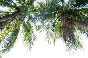 Fototapeta premium abstract green coconut leaves background