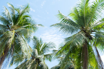 Fototapety  coconut leaves under blue sky background