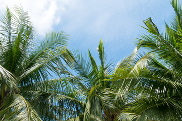 Fototapeta premium abstract green coconut leaves background