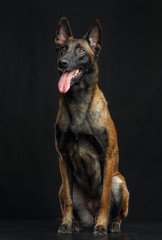 Belgian Shepherd Dog, malinois dog on Isolated Black Background in studio