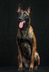 Belgian Shepherd Dog, malinois dog on Isolated Black Background in studio