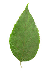 Collection of leaves isolated on a white background