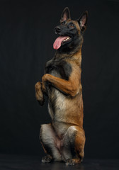Belgian Shepherd Dog, malinois dog on Isolated Black Background in studio
