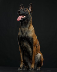 Belgian Shepherd Dog, malinois dog on Isolated Black Background in studio