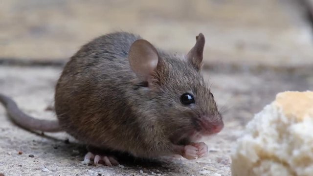 Mouse feeding in urban garden.