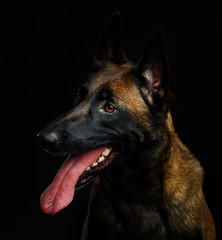 Belgian Shepherd Dog, malinois dog on Isolated Black Background in studio