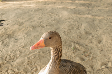 A beautiful and large gray goose on a farm and in an open park, walks along the sand and pecks food. A domestic and kind bird, with black pupils and a long curious neck, close-up. Meat is a living pro