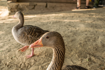 A beautiful and large gray goose on a farm and in an open park, walks along the sand and pecks food. A domestic and kind bird, with black pupils and a long curious neck, close-up. Meat is a living pro