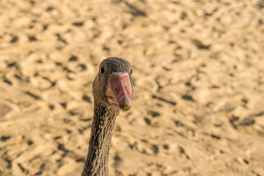 A beautiful and large gray goose on a farm and in an open park, walks along the sand and pecks food. A domestic and kind bird, with black pupils and a long curious neck, close-up. Meat is a living pro
