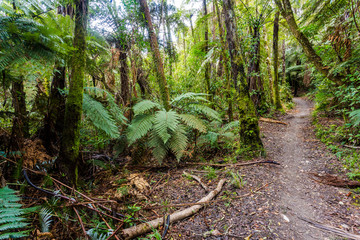Walking track around the Blue Lake - Rotorua 