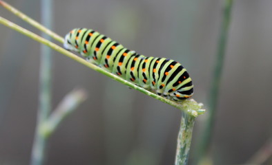 Caterpillar - Steyrling - Austria