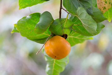 persimmons growing on a tree.