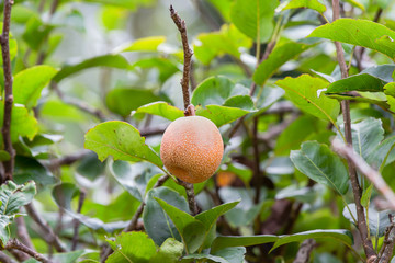 close up view of texture of asian pear and leaves on the tree.