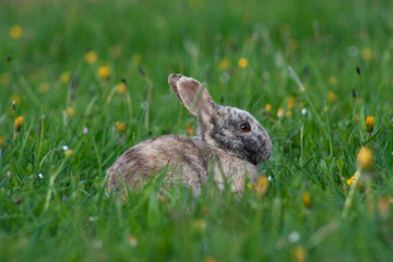 Ein kleiner pelziger Hase im Gras auf der Wiese