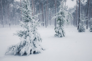 Snowy trees in the winter forest. Winter season nature landscape