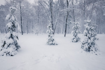 Snowy trees in the winter forest. Winter season nature landscape