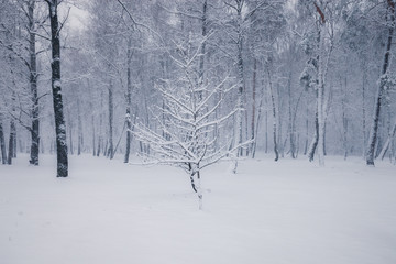 Snowy trees in the winter forest. Winter season nature landscape