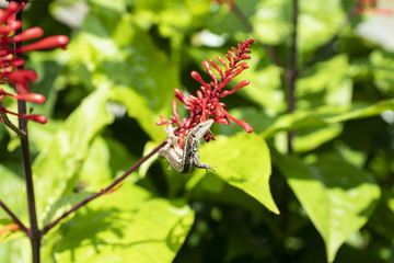 Lizard on red flower.