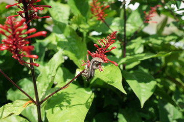 Lizard on red flower.