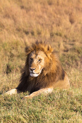 Fototapeta na wymiar Portrait of an African lion with a red mane. Masai Mara, Kenya