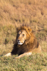 Fototapeta na wymiar Portrait of an African lion on a hill. Masai Mara, Kenya