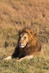 Obraz na płótnie Canvas Portrait of a lion on a hill. Masai Mara, Kenya