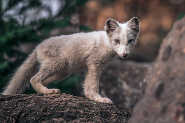 Beautiful wild animal in the grass. Arctic Fox, Vulpes lagopus, cute animal portrait in the nature habitat, grassy meadow with flowers, Svalbard, Norway.