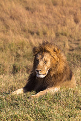 Fototapeta na wymiar Portrait of a dozing lion on a hill. Masai Mara, Kenya