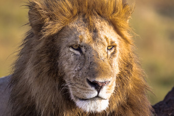 Fototapeta na wymiar Lion looks in the frame. Masai Mara, Africa