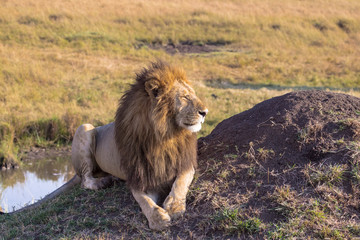 Lion is resting near the water. Africa. Masai Mara, Kenya