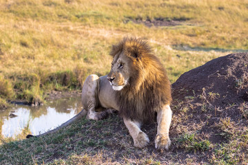 Lion is resting near the water. Savannah Masai Mara, Kenya