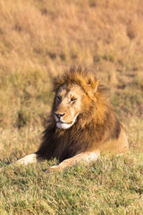 A large lion resting in the grass. Savannah Masai Mara, Africa