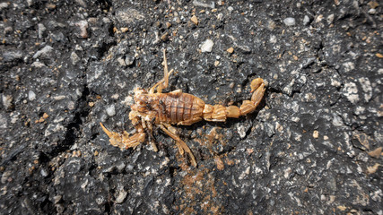 Scorpion dead in the road, top view