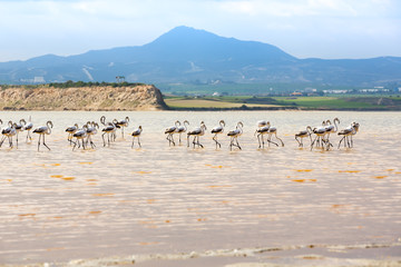 Fototapeta na wymiar Flamingos in Cyprus