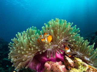 Naklejka na ściany i meble Nemo clownfish in its host anemone with sun rays coming down in the background