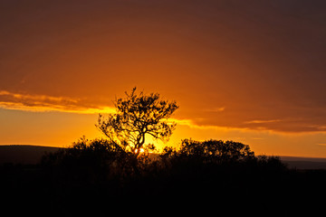 Fototapeta na wymiar Golden colored sun setting behind tree