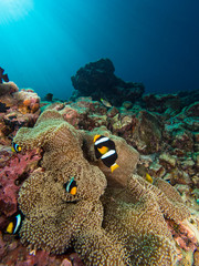 Clark's anemone fish in their host anemone with sunrays coming down in the background