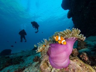 Two divers approaching a nemo clownfish in its host anemone - obrazy, fototapety, plakaty