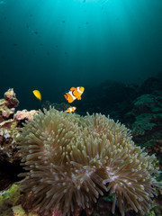 Fototapeta na wymiar Nemo clownfish in its host anemone with sun rays coming down in the background