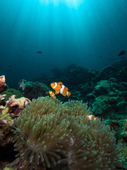 Fototapeta na wymiar Nemo clownfish in its host anemone with sun rays coming down in the background