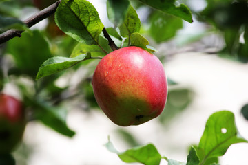 One fruit of apple on a tree, autumn