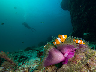 Nemo clownfish in its host anemone that has a purple mantle. A diver is seen in the background © Magnus