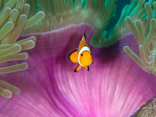 Juvenile nemo clown fish by the purple mantle of a anemone