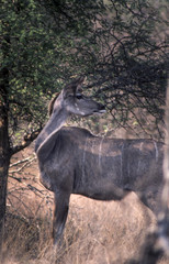 Kudu (Tragelaphus strepsiceros), Kruger National Park, Mpumalanga, South Africa
