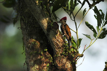 Greater flameback woodpecker