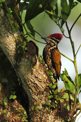 Greater flameback woodpecker